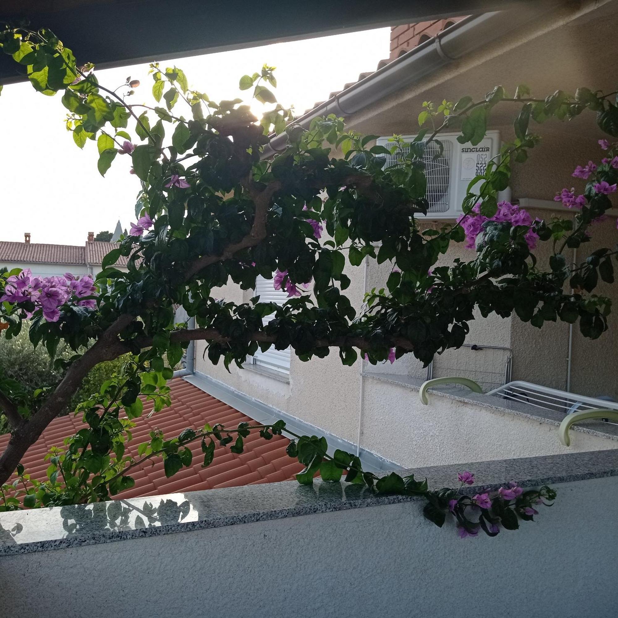 Apartments Anica Πούλα Εξωτερικό φωτογραφία